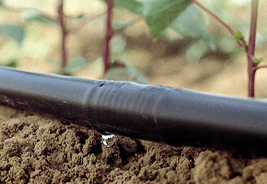 PLANETA GOTEO: RIEGO A LA VENA