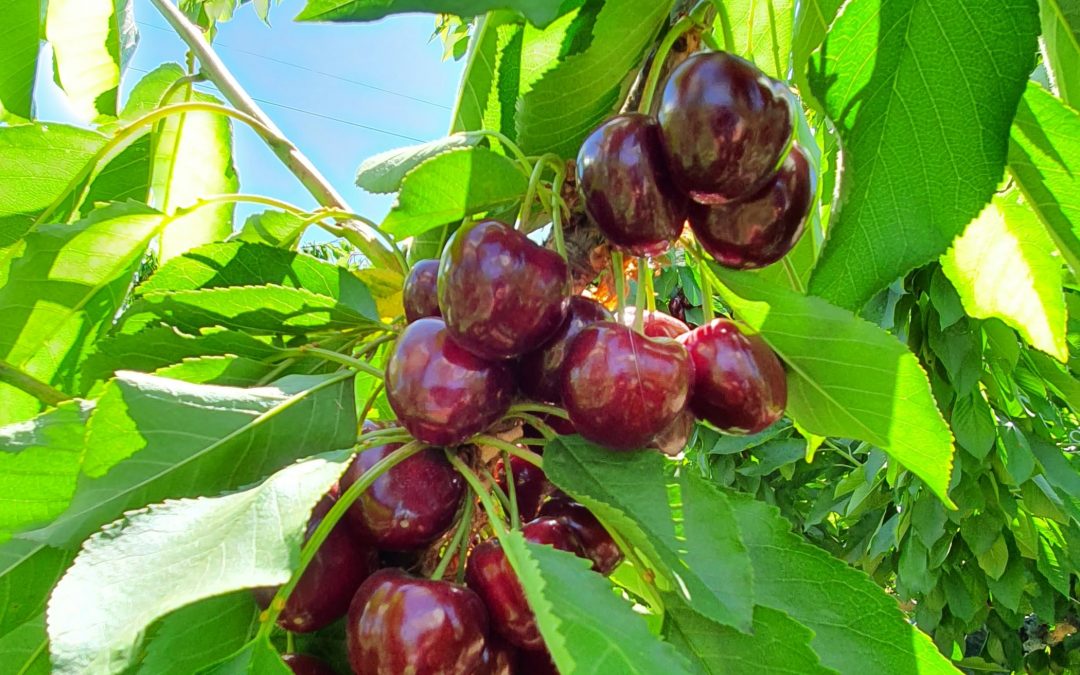 MANTENER PRODUCCIÓN AUN CON DÉFICIT HÍDRICO