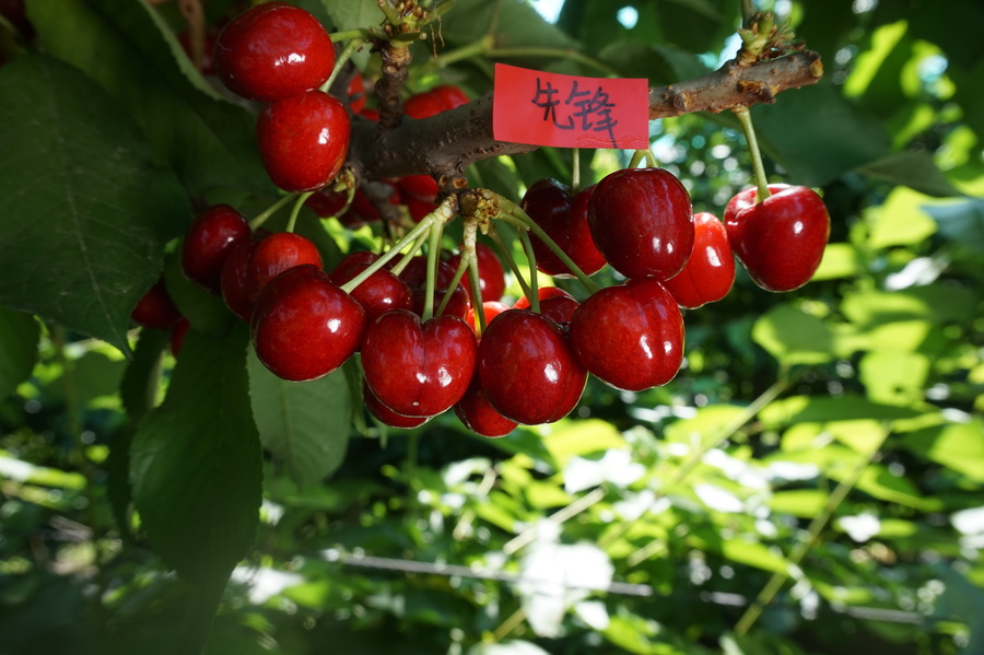 El desarrollo de la industria de la cereza en China