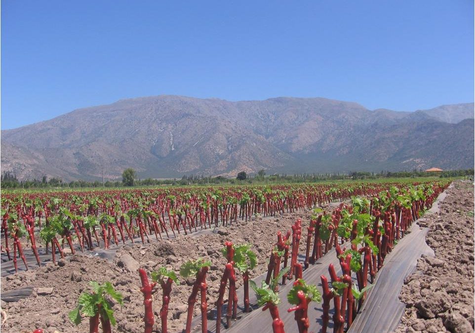 “LA INCIDENCIA DE UN PORTAINJERTO SOBRE EL COLOR DEPENDE DEL CONTEXTO EDAFOCLIMÁTICO Y DE MANEJO”