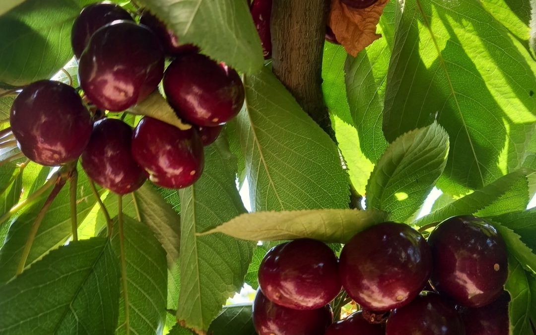 CEAF: CÓMO INFLUENCIA EL PORTAINJERTO EL TAMAÑO DE LA FRUTA