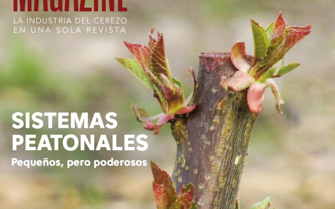 PEC MAGAZINE N° 7     Sistemas modernos de conducción para el cerezo